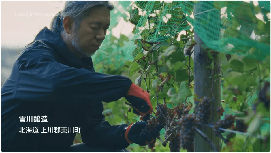 北海道東川町の雪川醸造で、一人の男性がぶどう畑でぶどうの収穫作業をしている様子です。